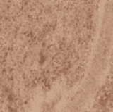 Rosso Alba poli